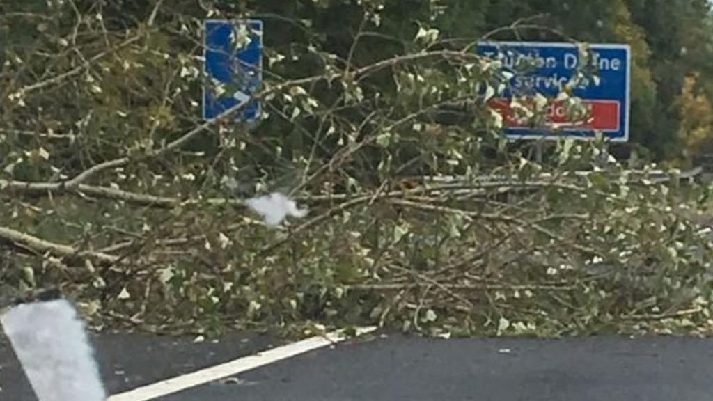 Tree on M5