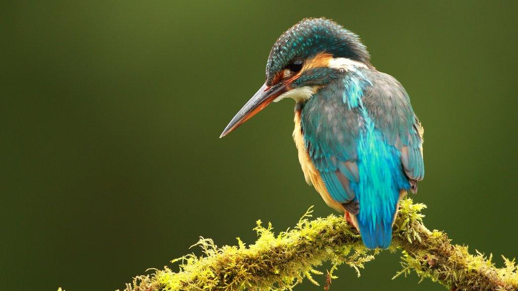 kingfisher sitting on a branch