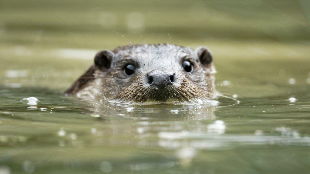 otter