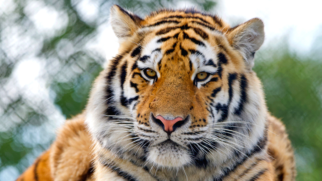 Tiger at Colchester Zoo