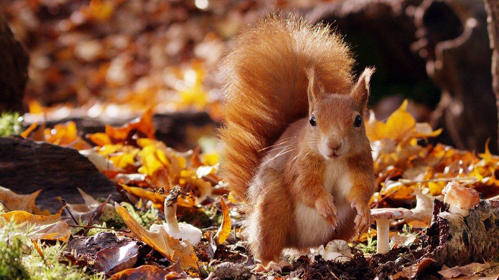 Red squirrel