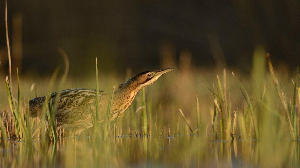 Great bittern