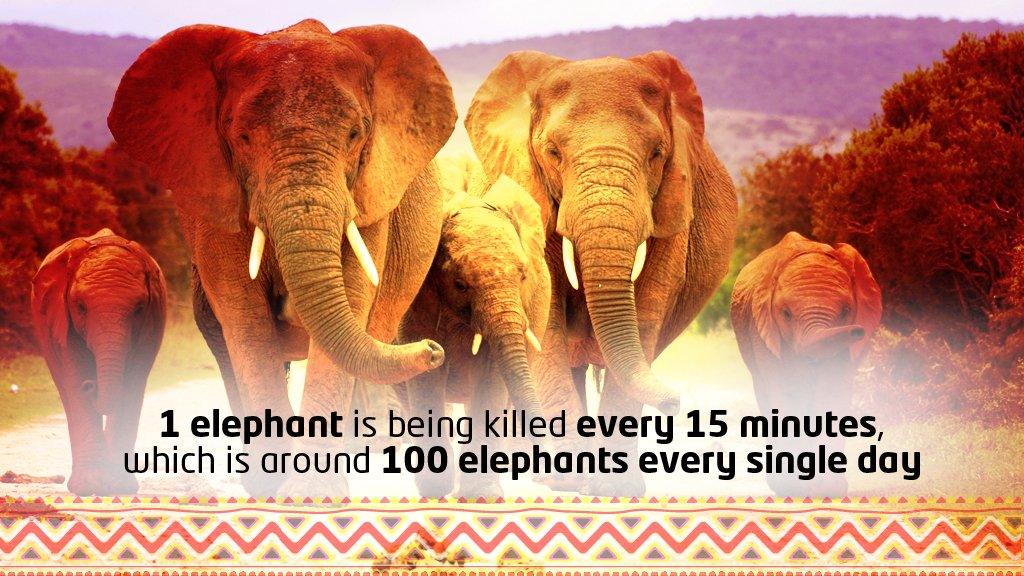 Elephants graphic