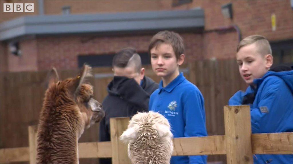 Alpacas to help calm schoolchildren