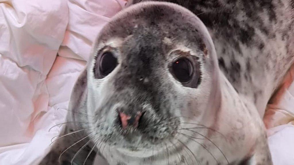 Seal pup