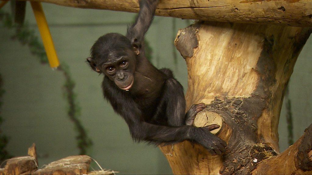 A baby bonobo