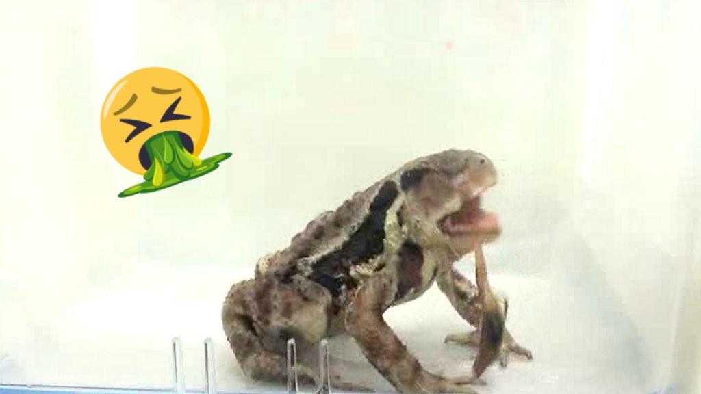 frog being sick