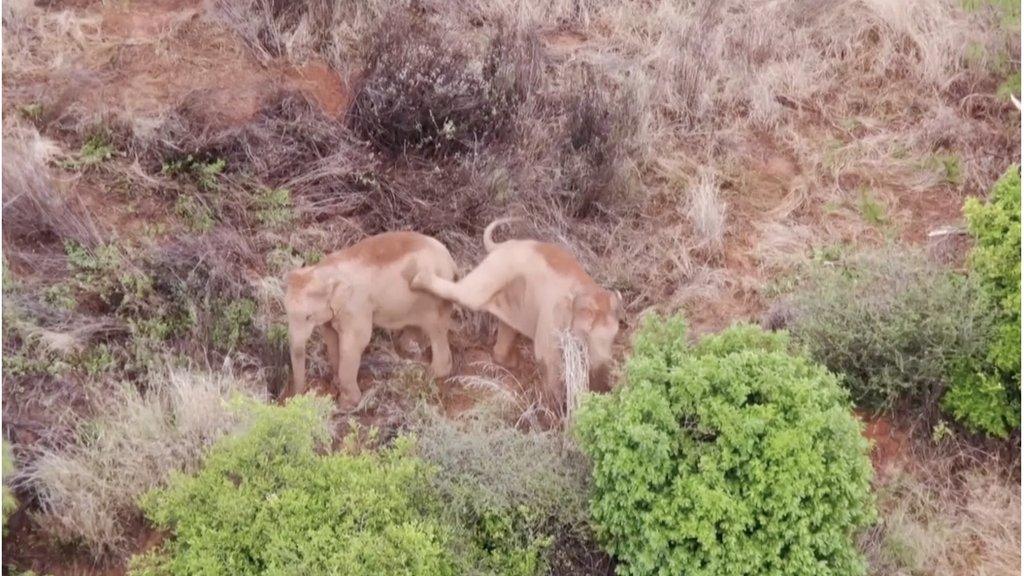 Wild elephants tussling