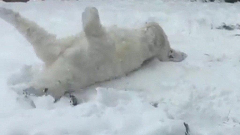 polar bear playing in snow