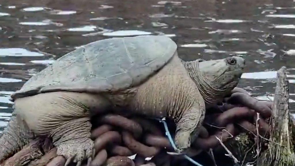 'Chonkosaurus' sits upon a pile of rusty chains in the Chicago River