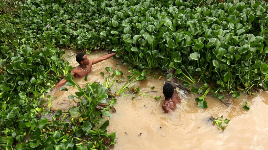 People manually remove water hyacinth weed from Lake Tana in Bahir Dar, Amhara region in northern Ethiopia, September 1, 2017. Picture taken September 1, 2017.