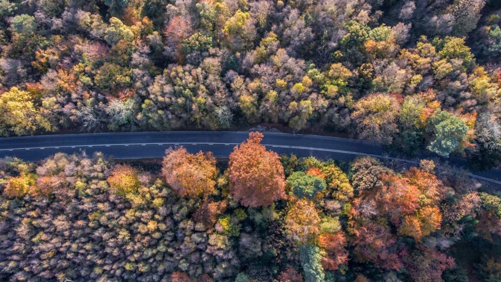 Ashdown Forest from above