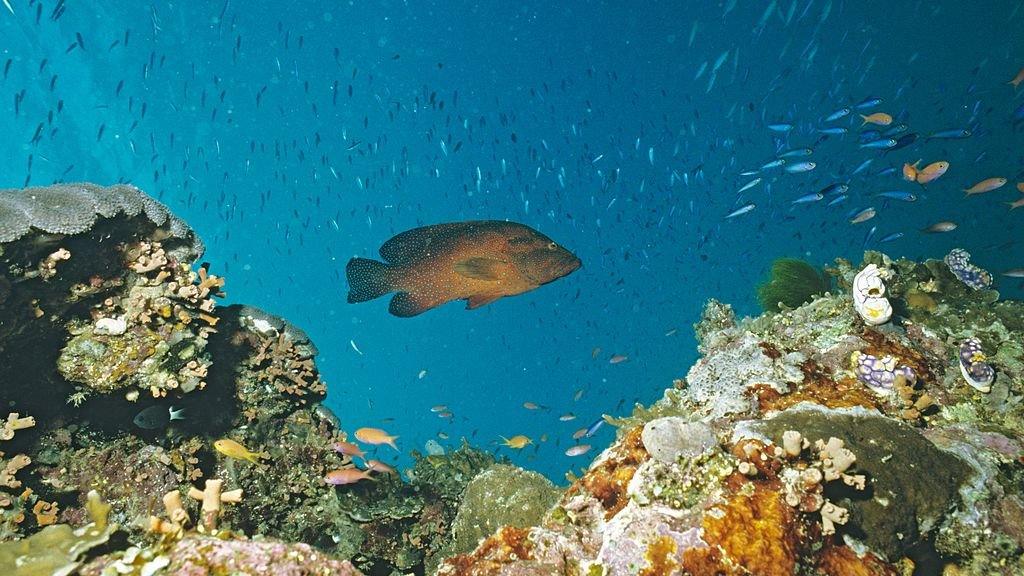 Great Barrier Reef.