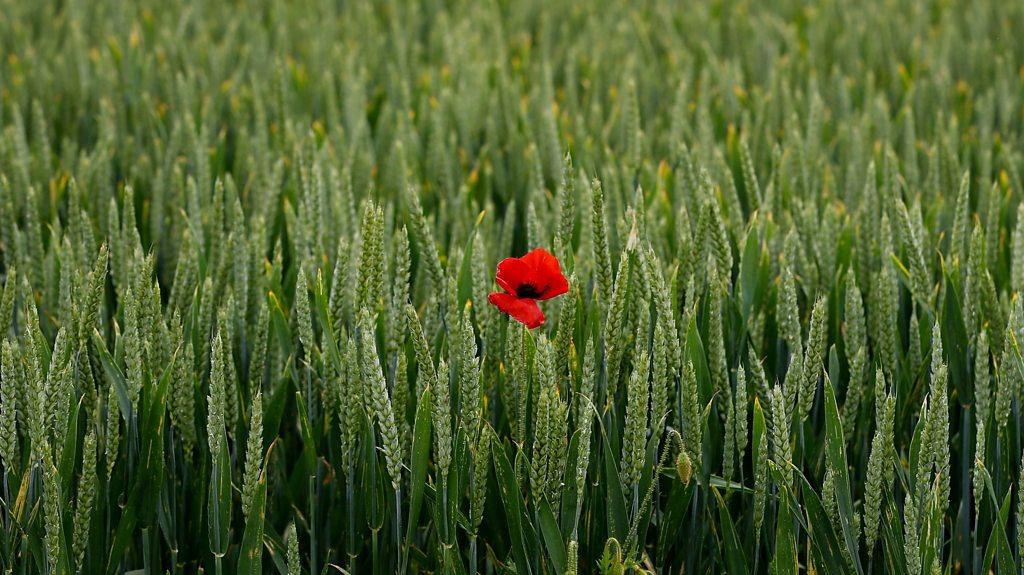 Poppy in a field