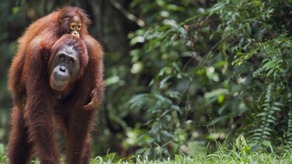 Bornean orangutans