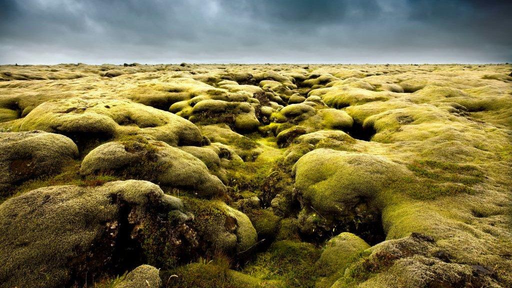 icelandic-moss