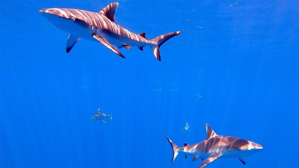 Grey reef shark in British Indian Ocean Territory