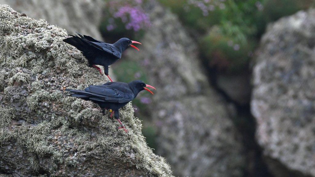 Cornish choughs