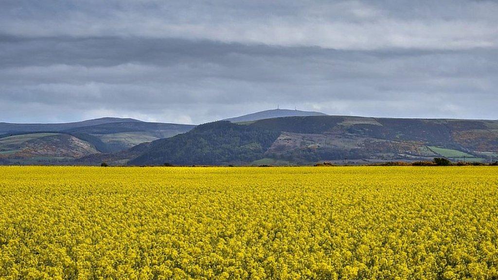 A rapeseed field in Jurby