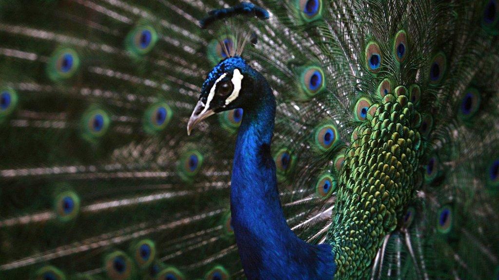 Peacock