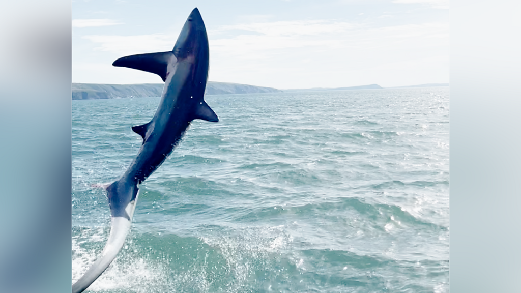 Thresher shark