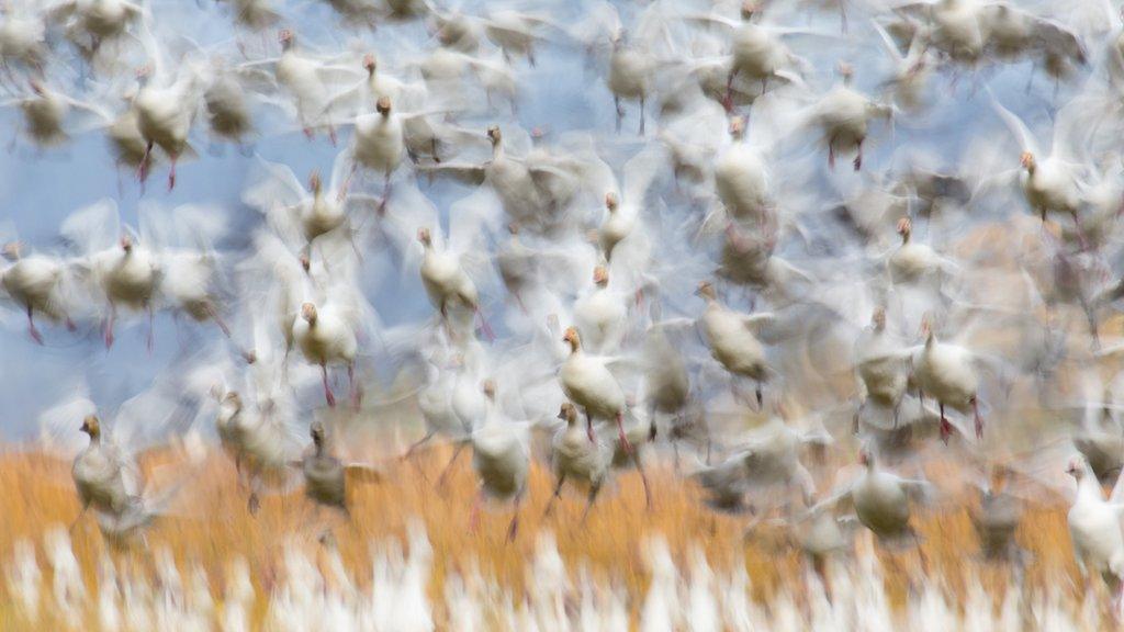 birds-in-flight.