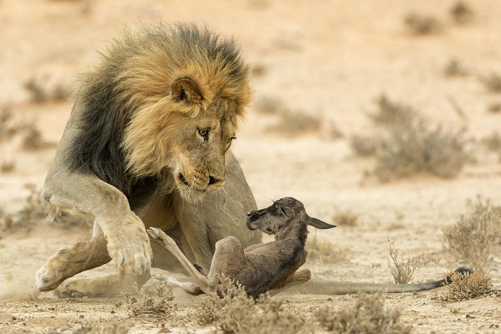 The stare of death by Johan Kloppers, South Africa