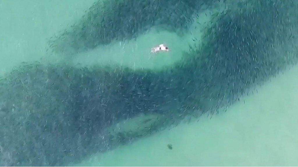 Swimmer with Shark