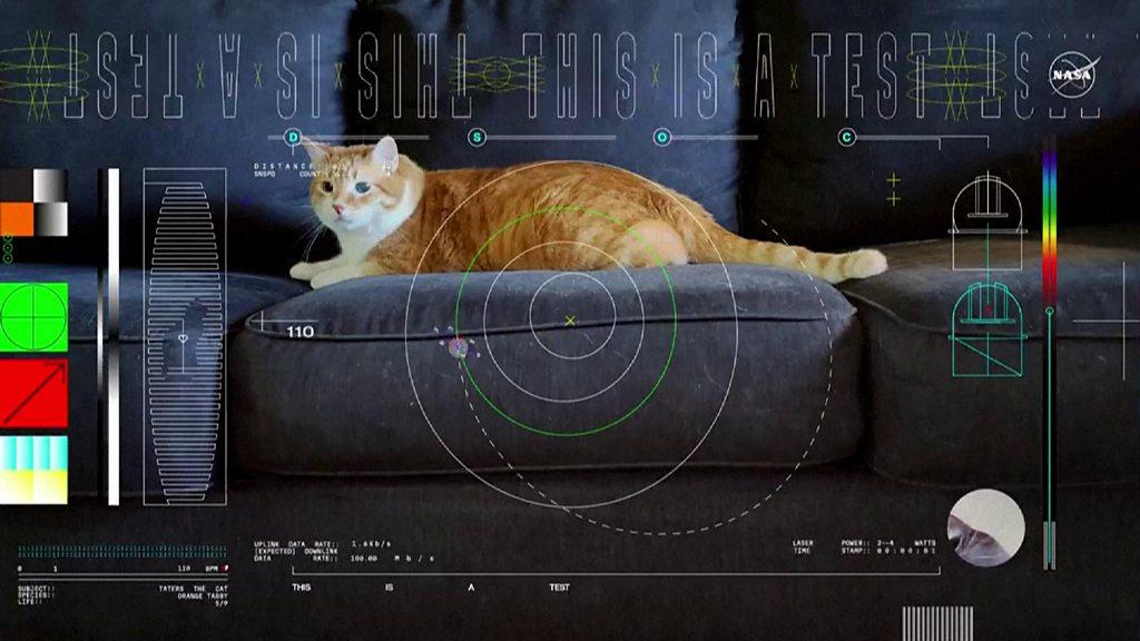 Cat video beamed from space