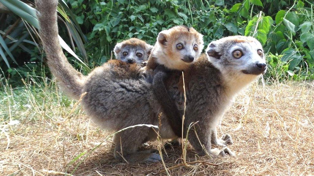 lemur-babies.