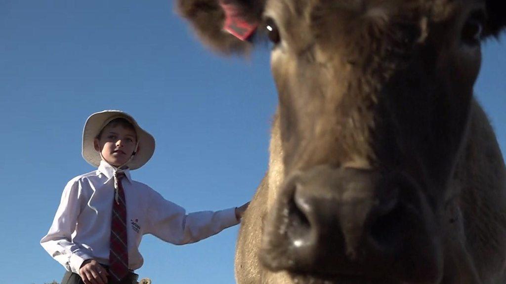 Child with a cow