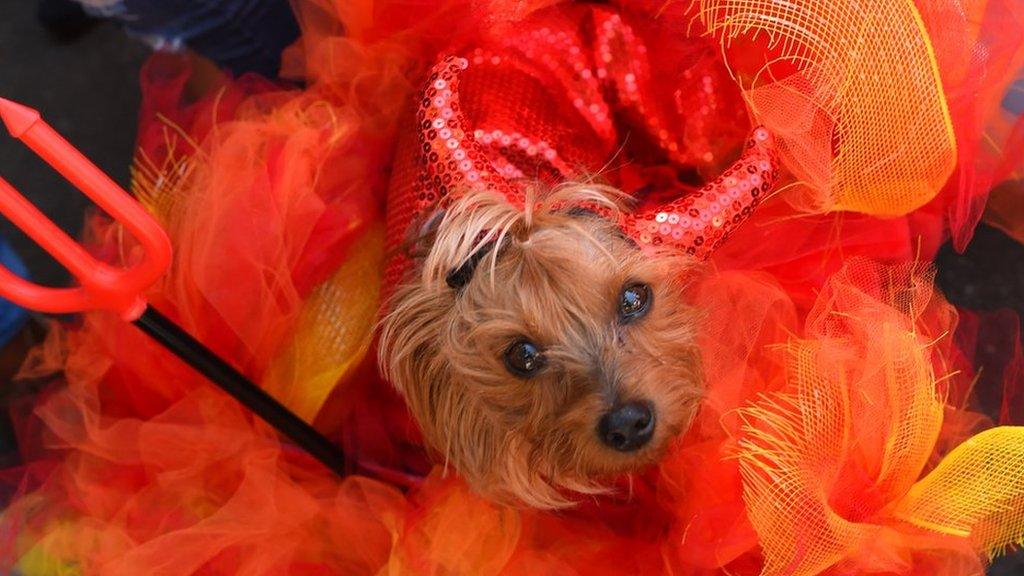 A small dog looks up at the camera, he is sitting in bright red and yellow organza with red horns and a trident.