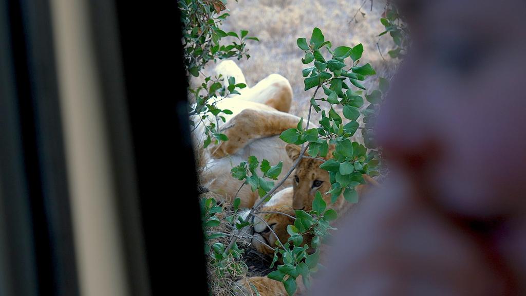 Lucy the lioness, and one of her cubs, as Lucy the human listens intently