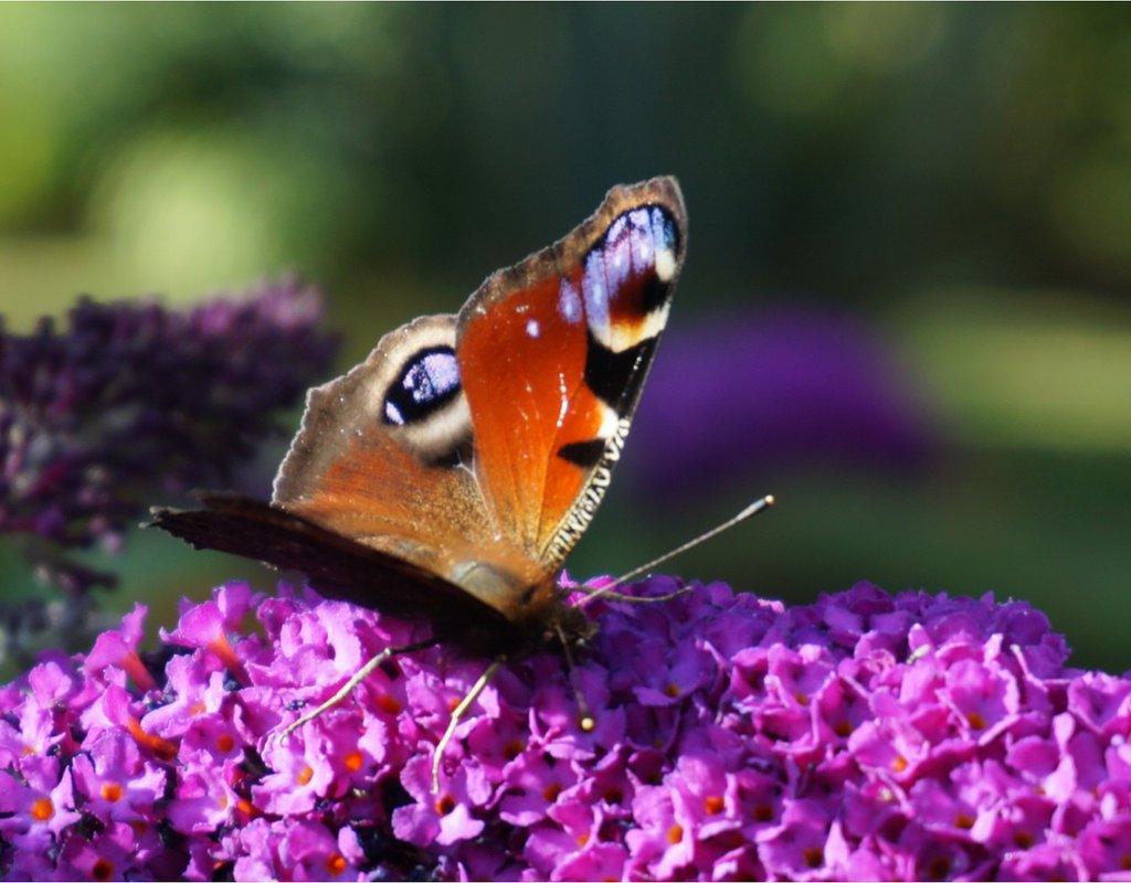 Peacock butterfly