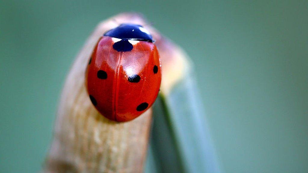 ladybird