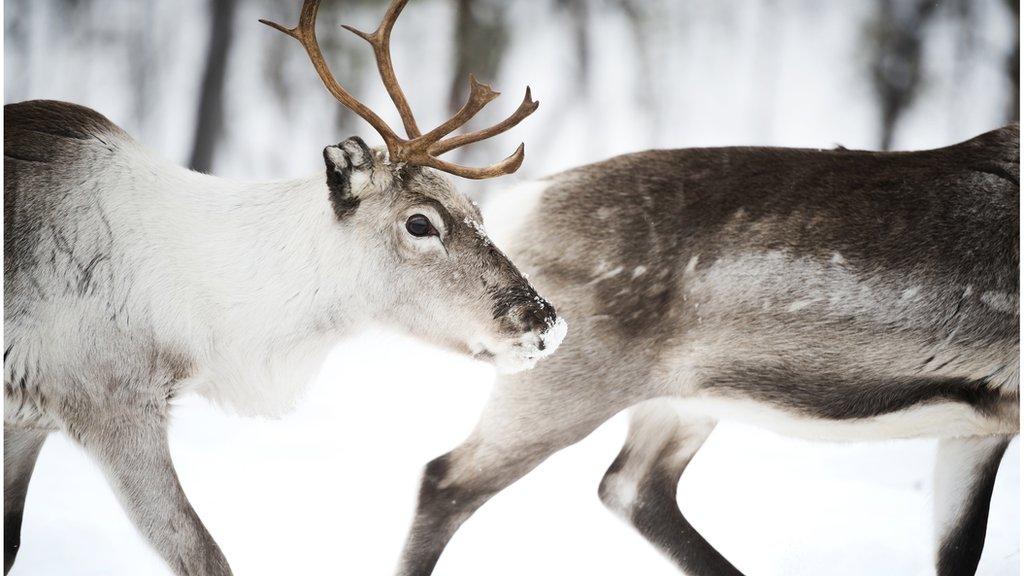 Reindeer in Finland