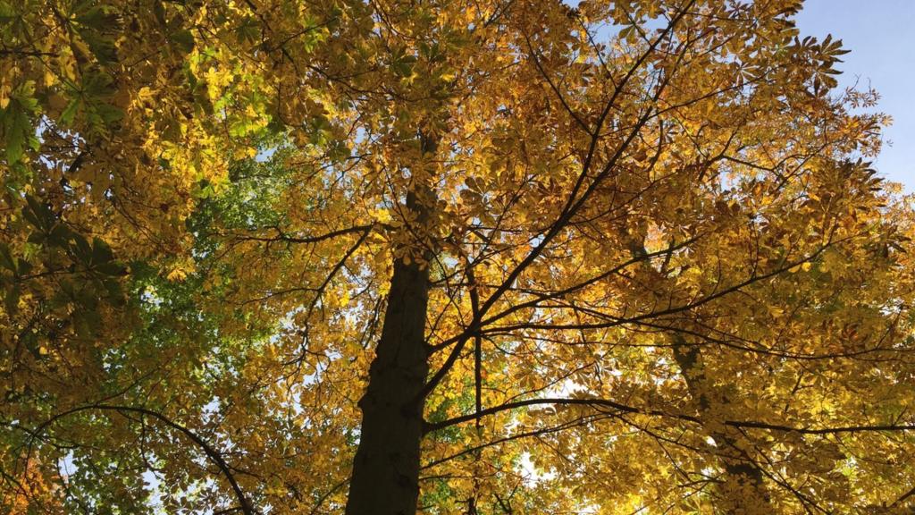 Autumn leaves, Wistow