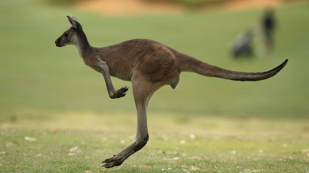 kangaroo.