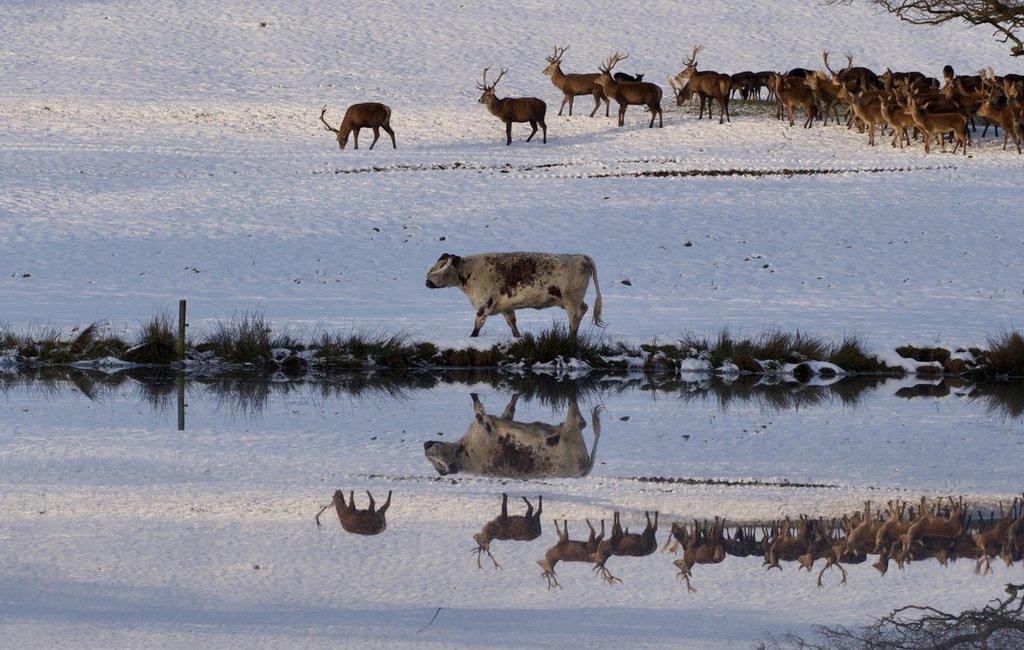 Reflections on the top pond featuring the the Longhorn Cattle and Red Deer