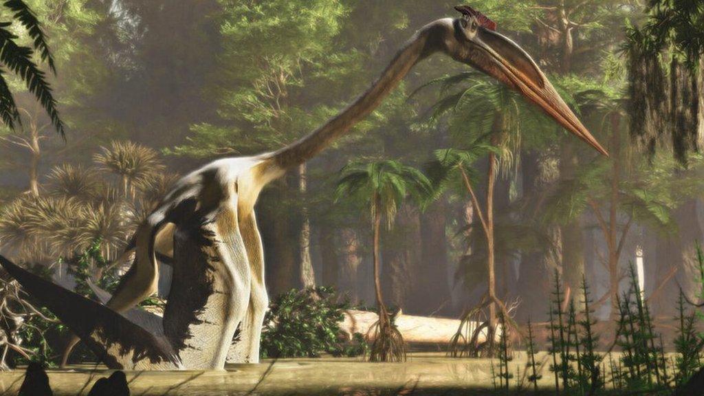 Artists's impression of a pterosaur