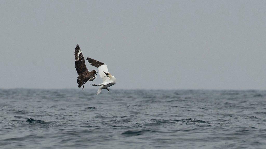 Skua versus gannet