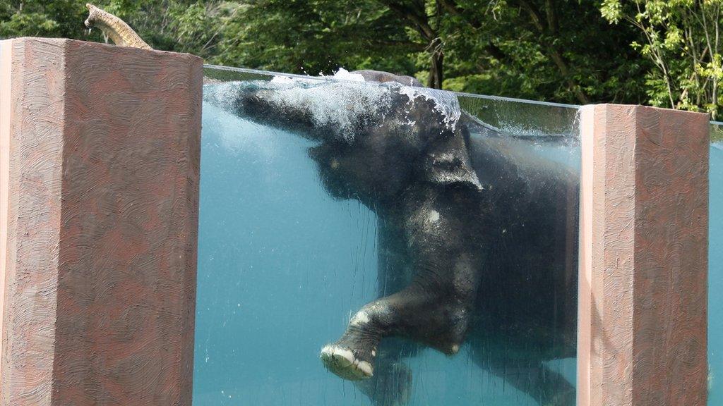 Elephant swimming