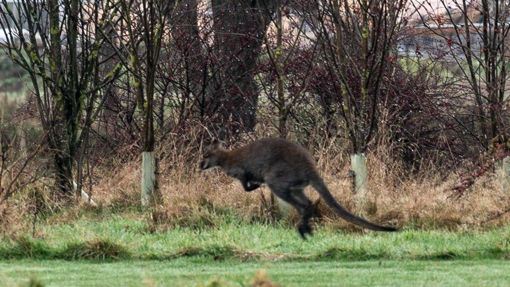 Wallaby