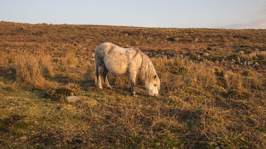 Merlen ar Fannau Brycheiniog