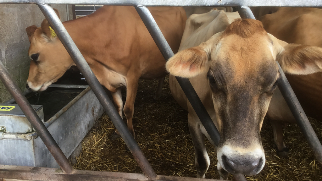 A file photo of Jersey cows in Jersey