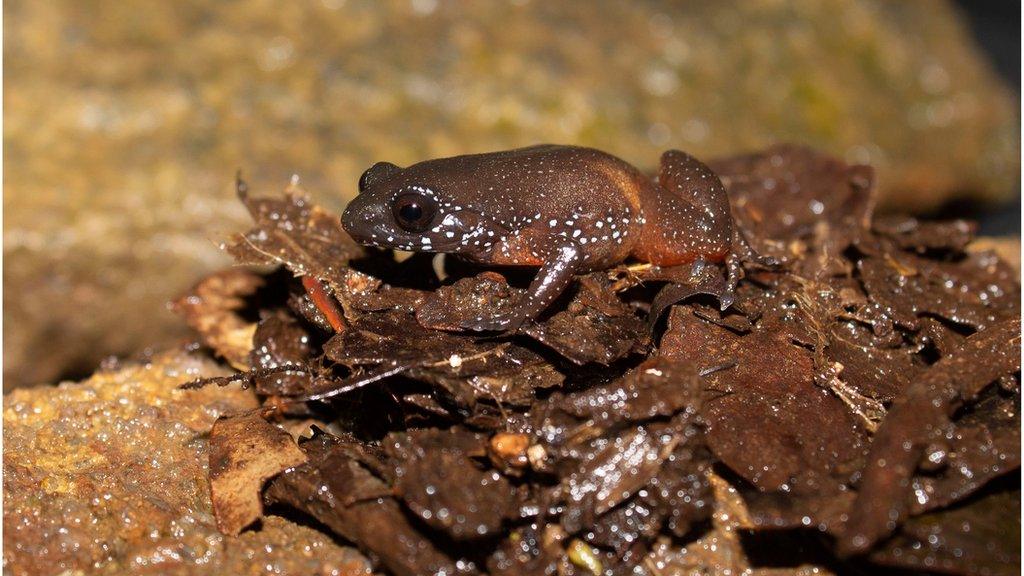 Starry frog.