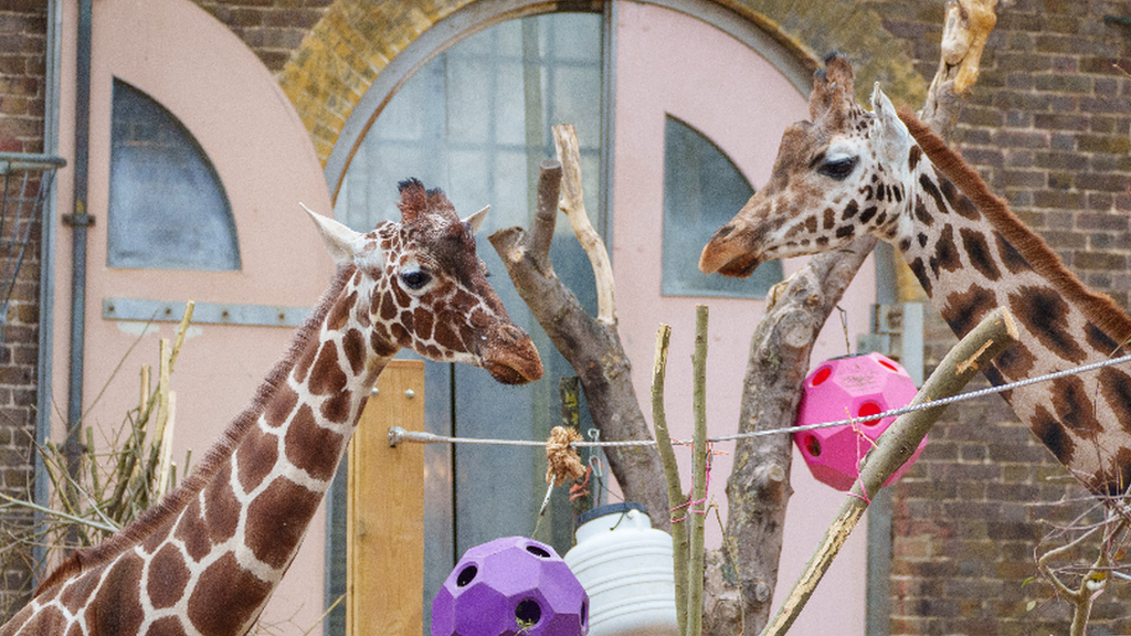 Two giraffes at London Zoo