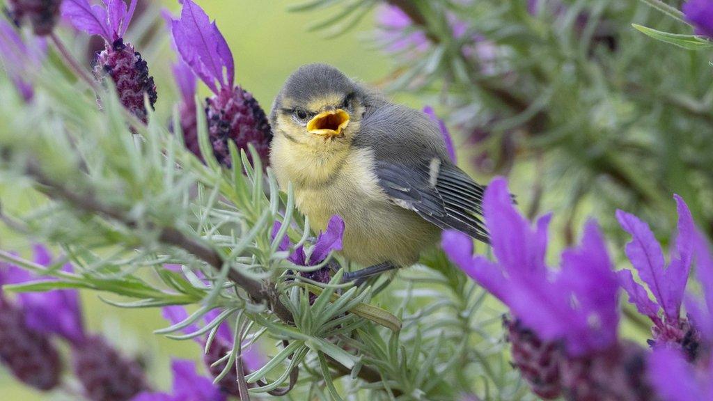 A-baby-blue-tit