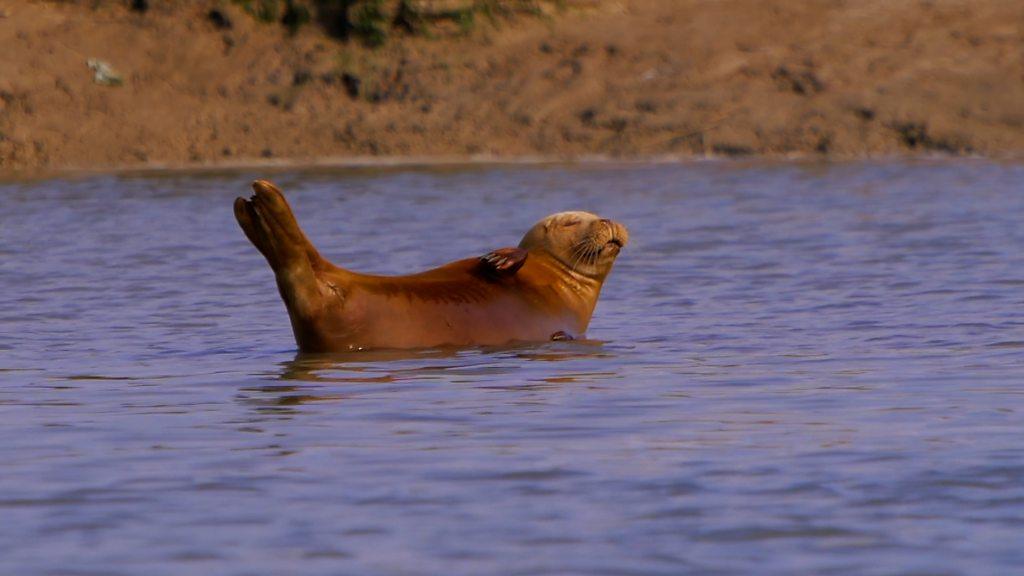 a-seal-basks-in-the-sun