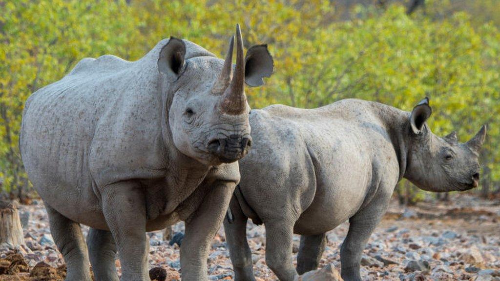 Two rhinos in Namibia